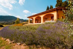 Photos of Tuscan farm holidays | Pictures and images of vacation apartments and rooms in a farmhouse
